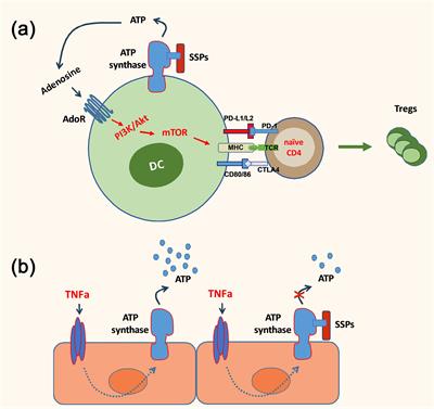 The anti-inflammatory and tolerogenic potential of small spleen peptides